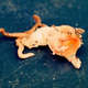 This is Thismia kobensis when it was discovered in 1992. At the time of discovery it was assumed to be a member not of the genus Thismia but the genus Oxygyne